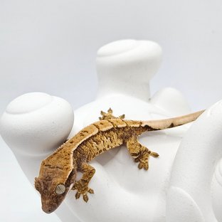 노멀 트라이 핀스트라이프 화이트스팟 화이트크라운