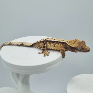 노멀 트라이 화이트 화이트스팟