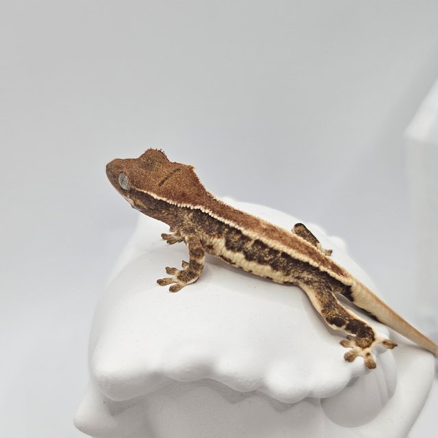 릴리화이트 솔리드백 풀핀 드리피 화이트스팟