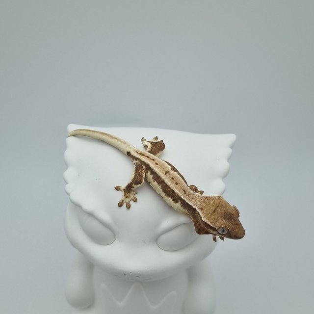 릴리화이트 드리피