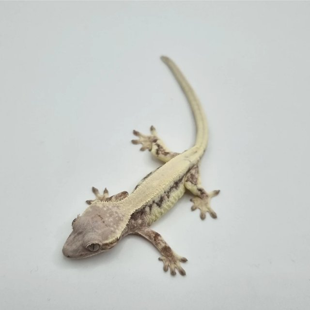 릴리 세이블 솔리드백 드리피