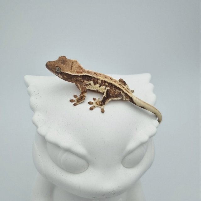 릴리화이트 풀핀 드리피