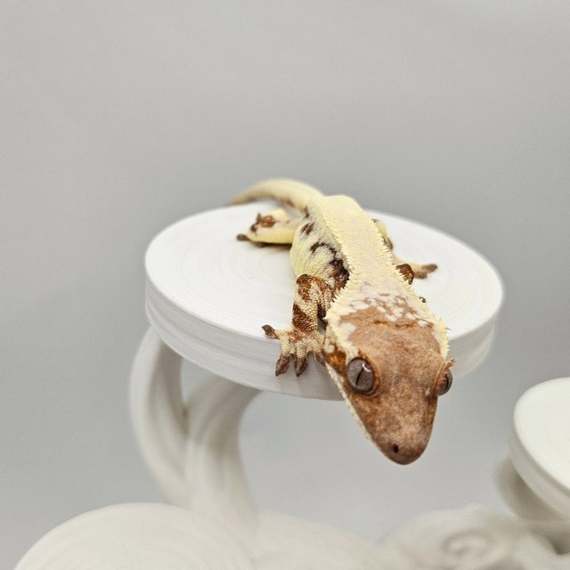 릴리 세이블 솔리드백 드리피