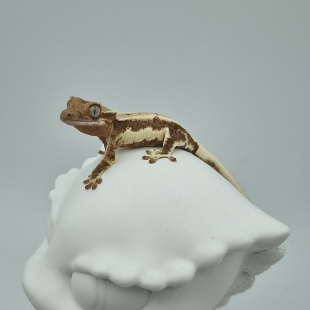 릴리화이트 드리피