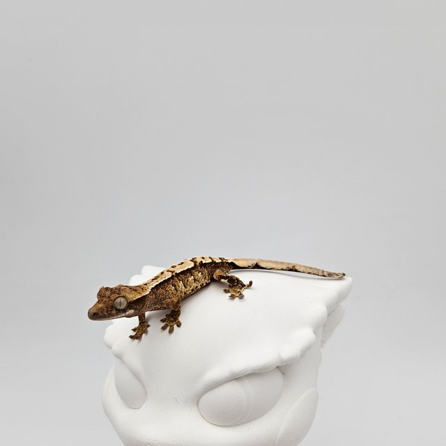 노멀 트라이 화이트 화이트스팟