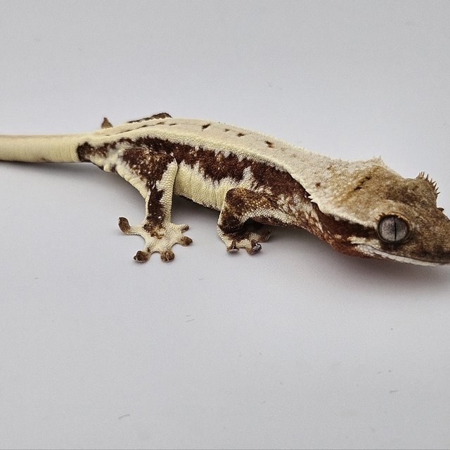 릴리화이트 드리피 레드