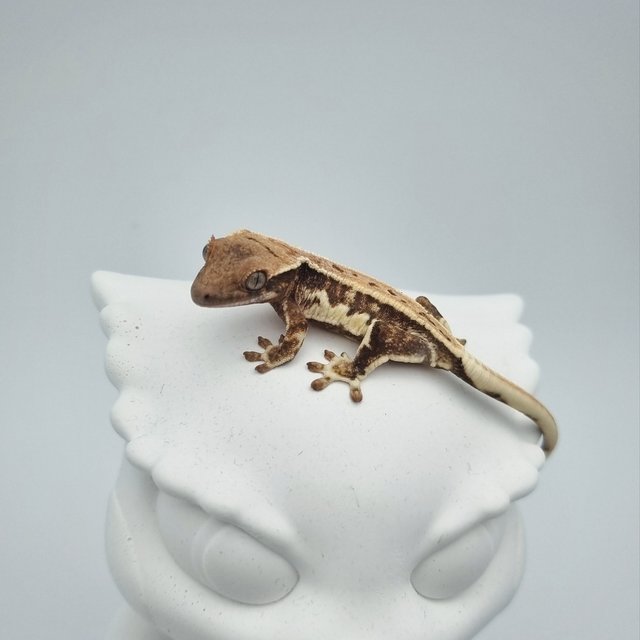 릴리화이트 풀핀 드리피