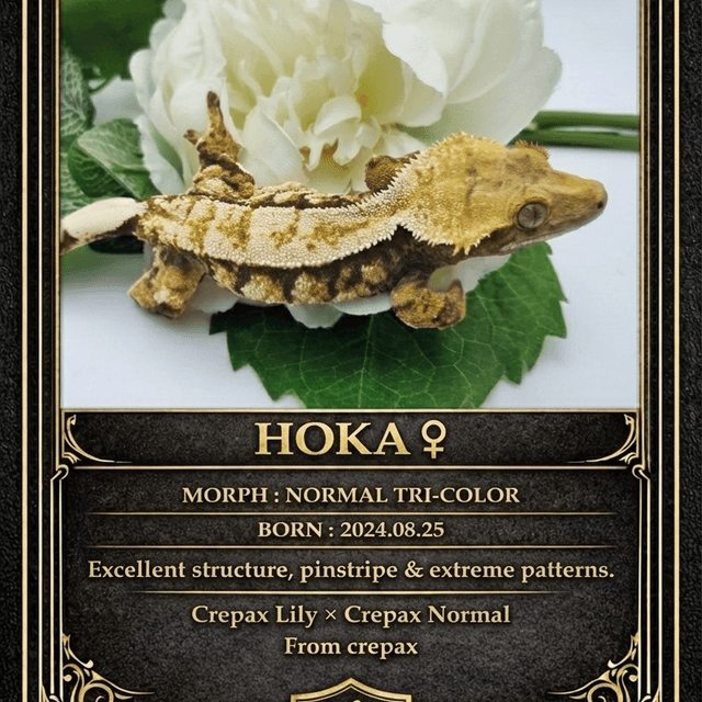 노멀 익스트림할리퀸 핀스트라이프 할리퀸 텐저린 트라이