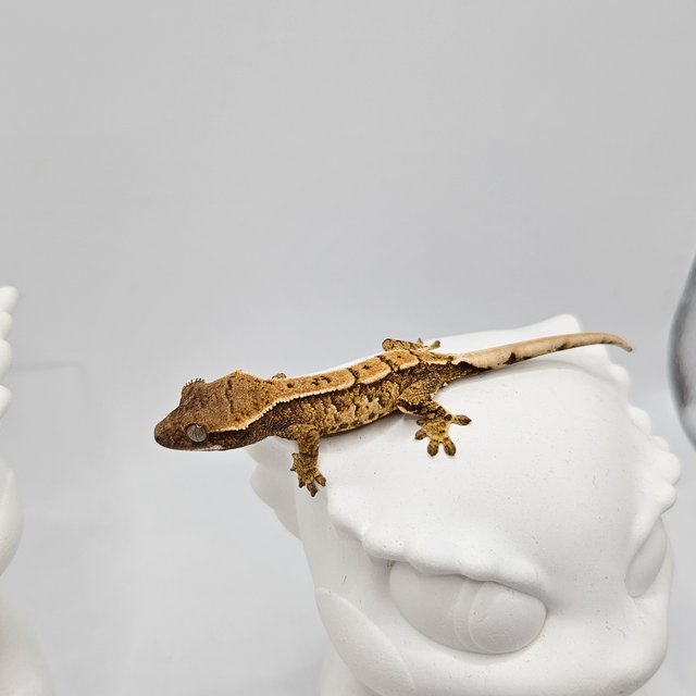 노멀 트라이 핀스트라이프 화이트스팟 화이트크라운