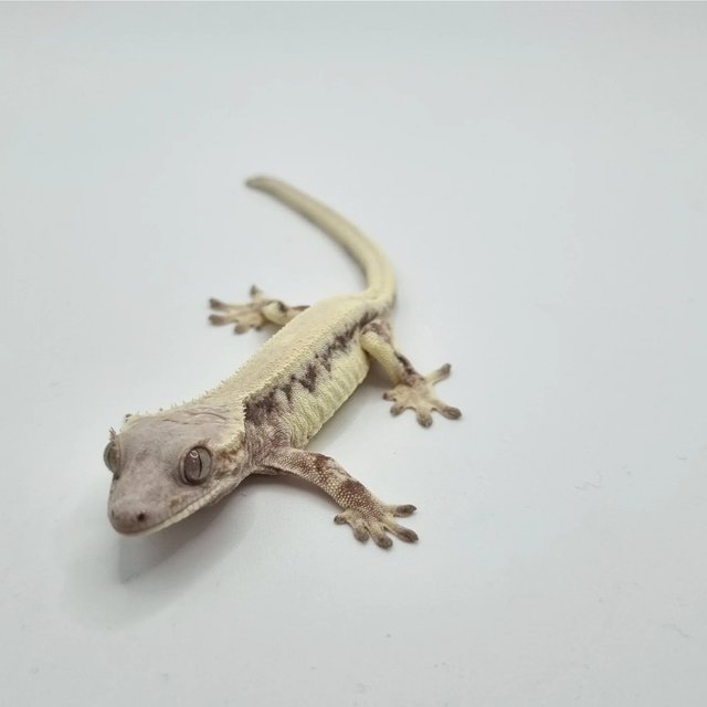 릴리 세이블 솔리드백 드리피