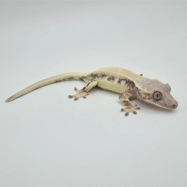 릴리 세이블 솔리드백 드리피