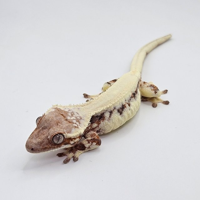 릴리 세이블 솔리드백 드리피