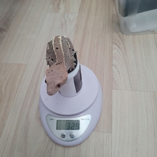 카푸치노