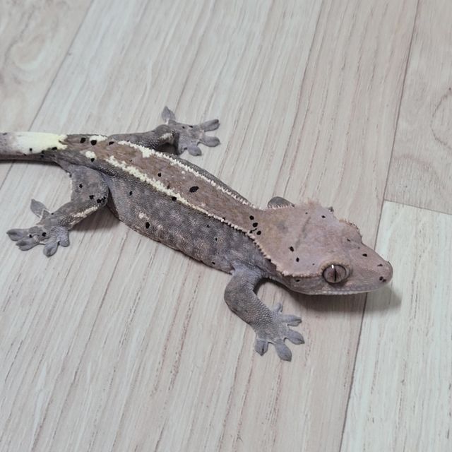 카푸치노