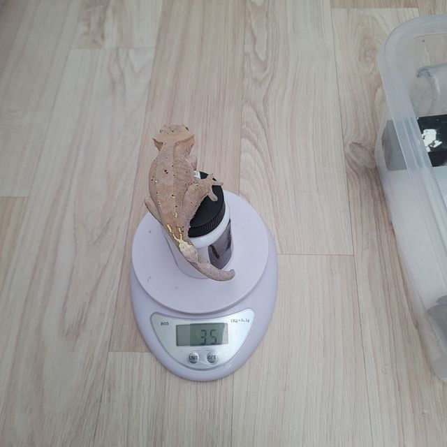 카푸치노