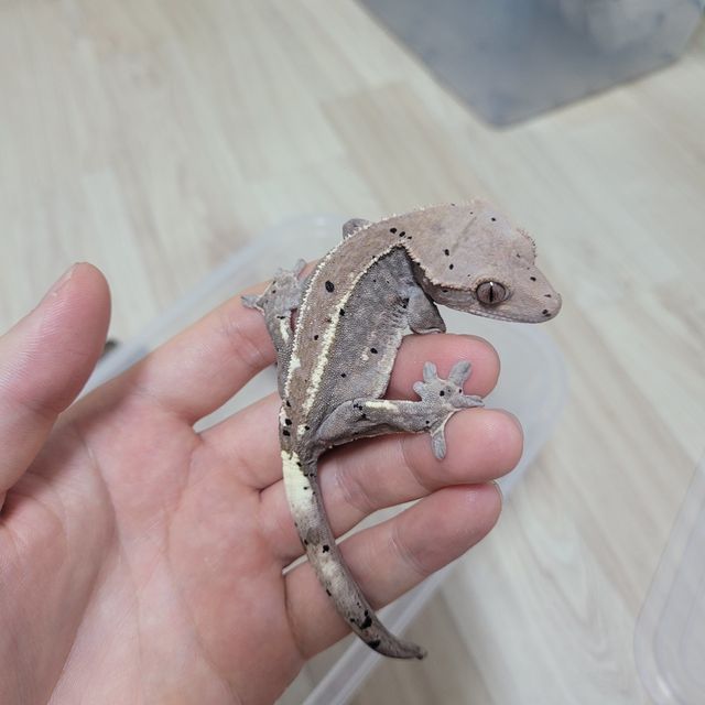 카푸치노