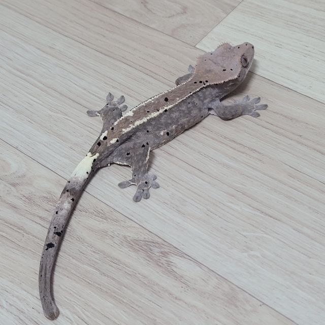 카푸치노
