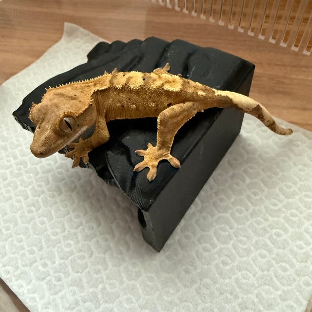 100%헷아잔틱 노멀