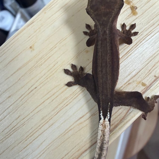 슈퍼스트라이프 챠콜