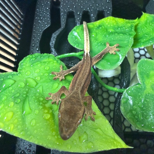 슈퍼스트라이프 챠콜