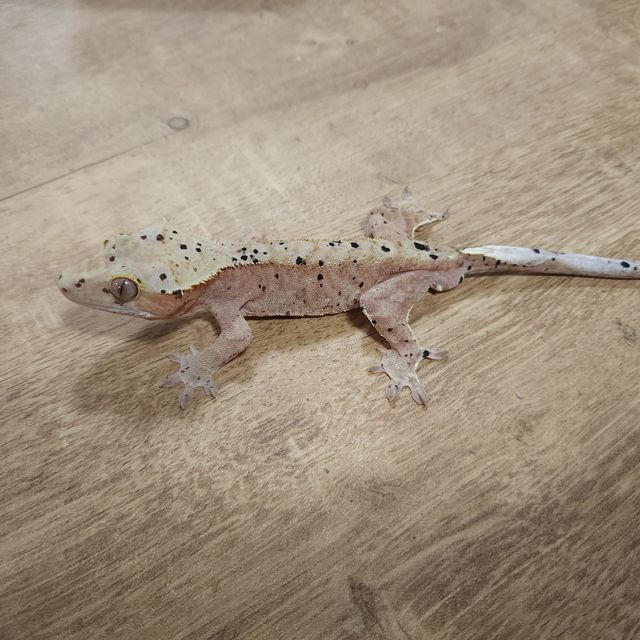 달마시안
