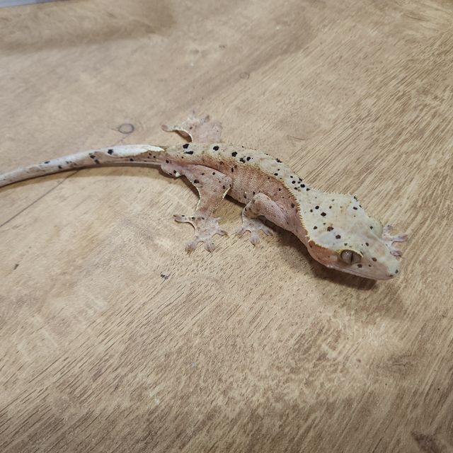 달마시안