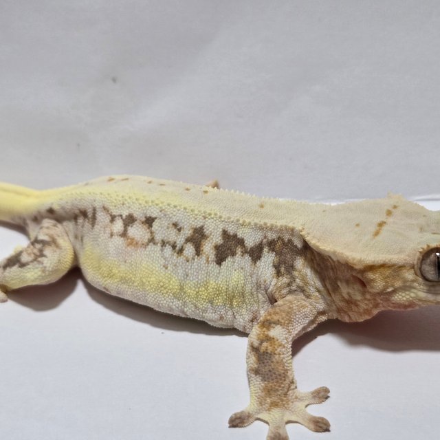 풀핀 릴리화이트