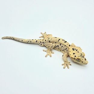 슈퍼달마시안