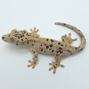 슈퍼달마시안