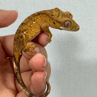 옐로우 달마시안 슈퍼달마시안