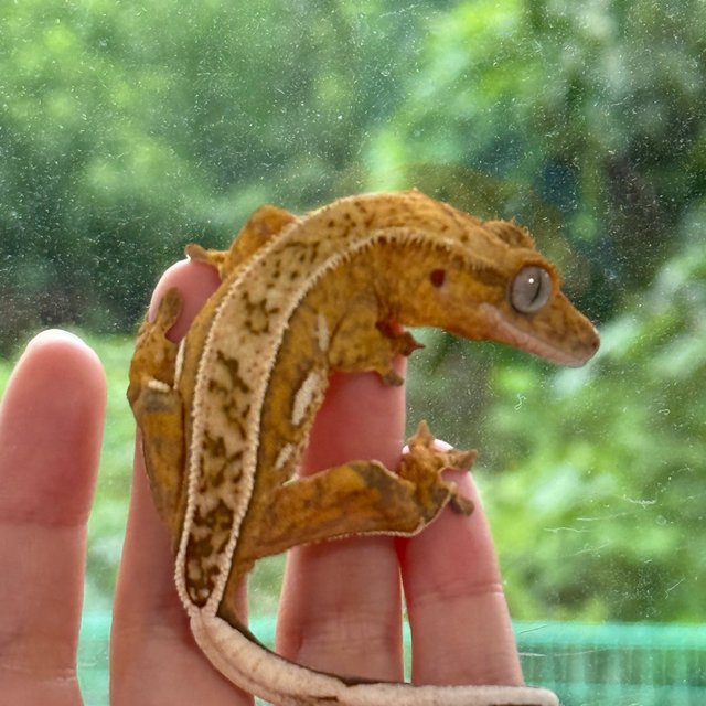 옐로우 크림 크림시클