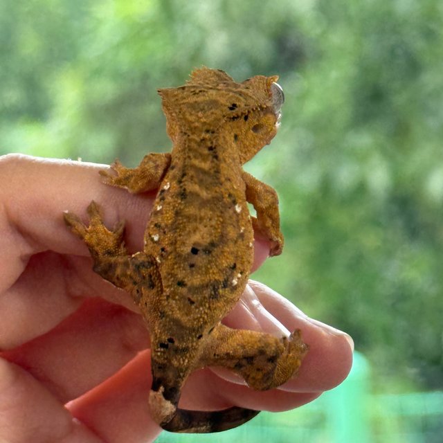 옐로우 달마시안 슈퍼달마시안