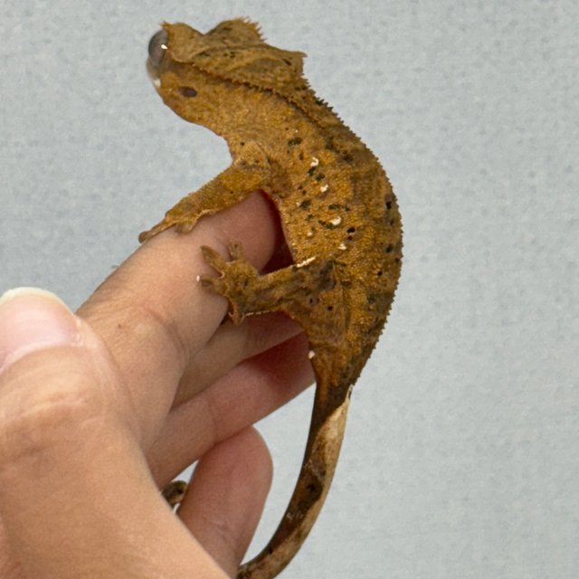 옐로우 달마시안 슈퍼달마시안