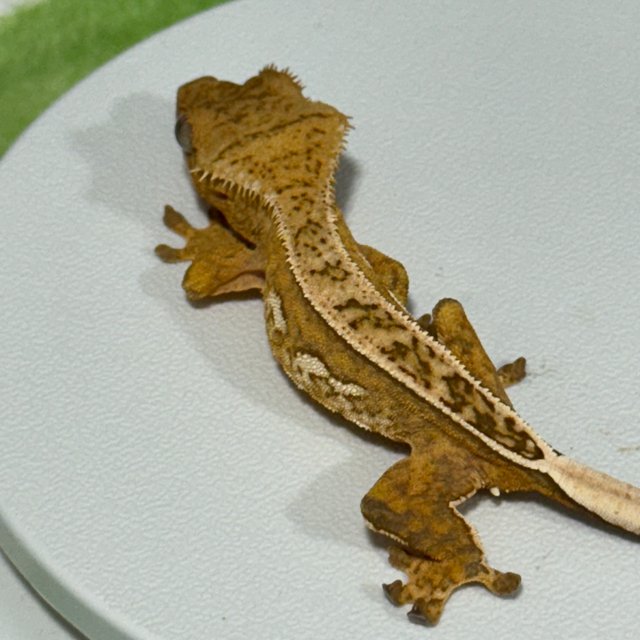 옐로우 크림 크림시클