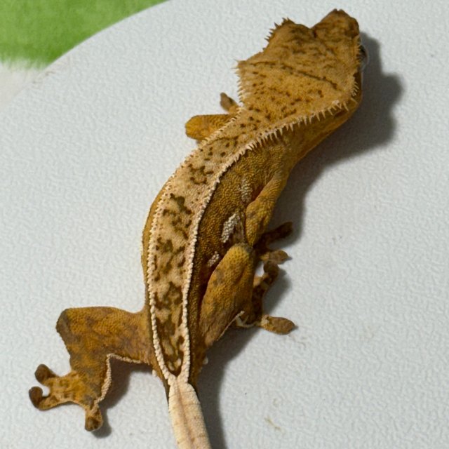 옐로우 크림 크림시클