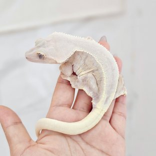 핑클