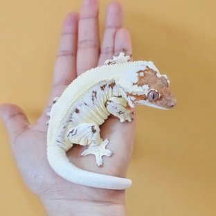 향단