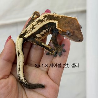 세이블