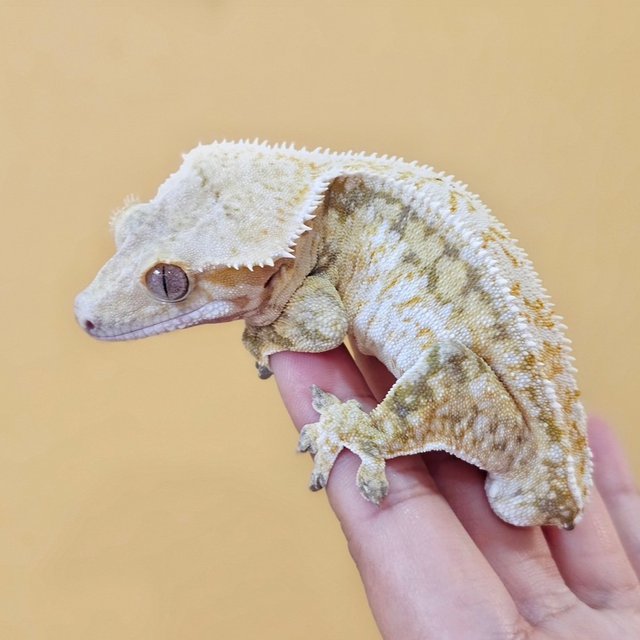 노멀 트라이 풀핀 쿼드 드리피 화이트스팟