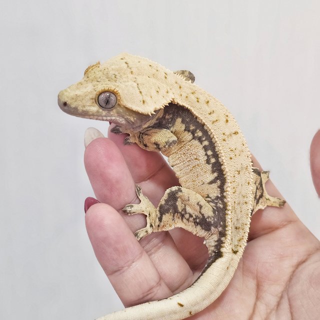 노멀 트라이 쿼드 풀핀