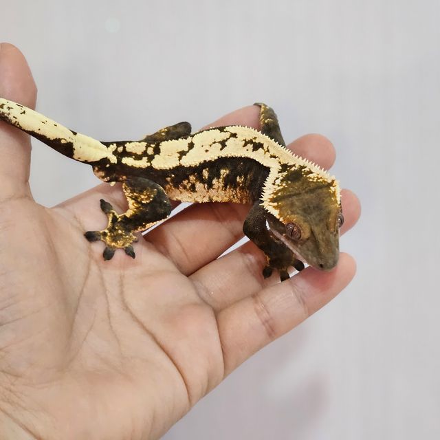 세이블