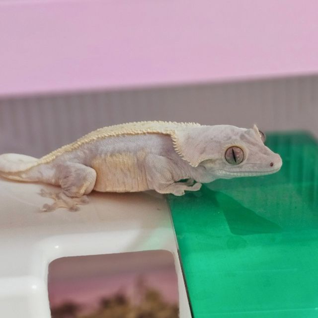 노멀