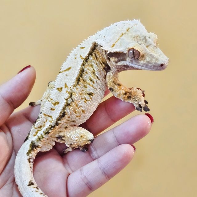 노멀