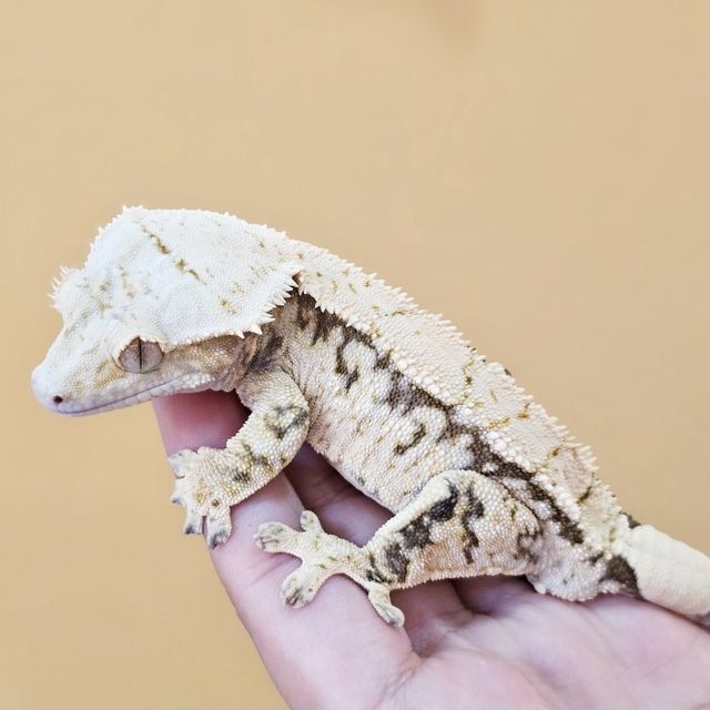 노멀