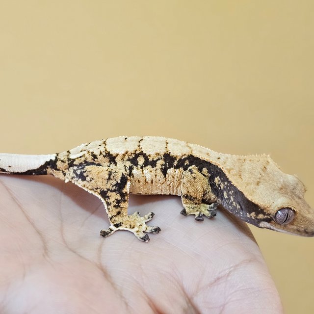 노멀 트라이 드리피