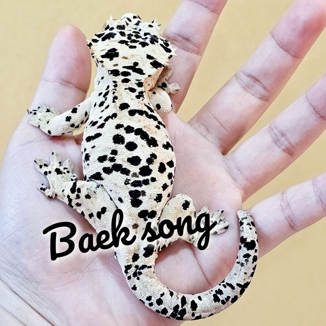 슈퍼달마시안