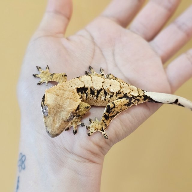 노멀 트라이 드리피