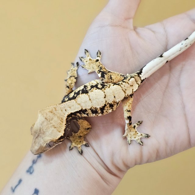 노멀 트라이 드리피