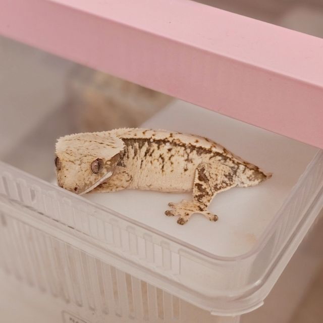 노멀 드리피 화이트스팟