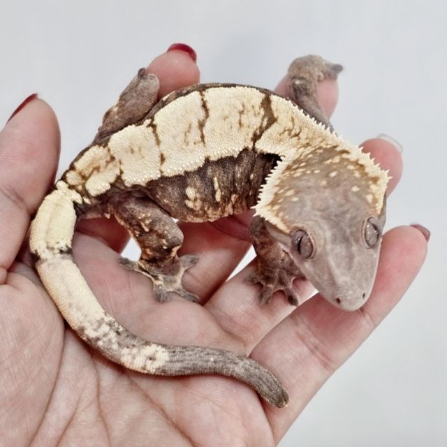 세이블